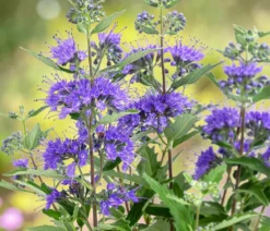 Bartblume 'Kew Blue'