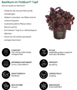 Basilikum 'Red Green' im Pottburri®-Topf