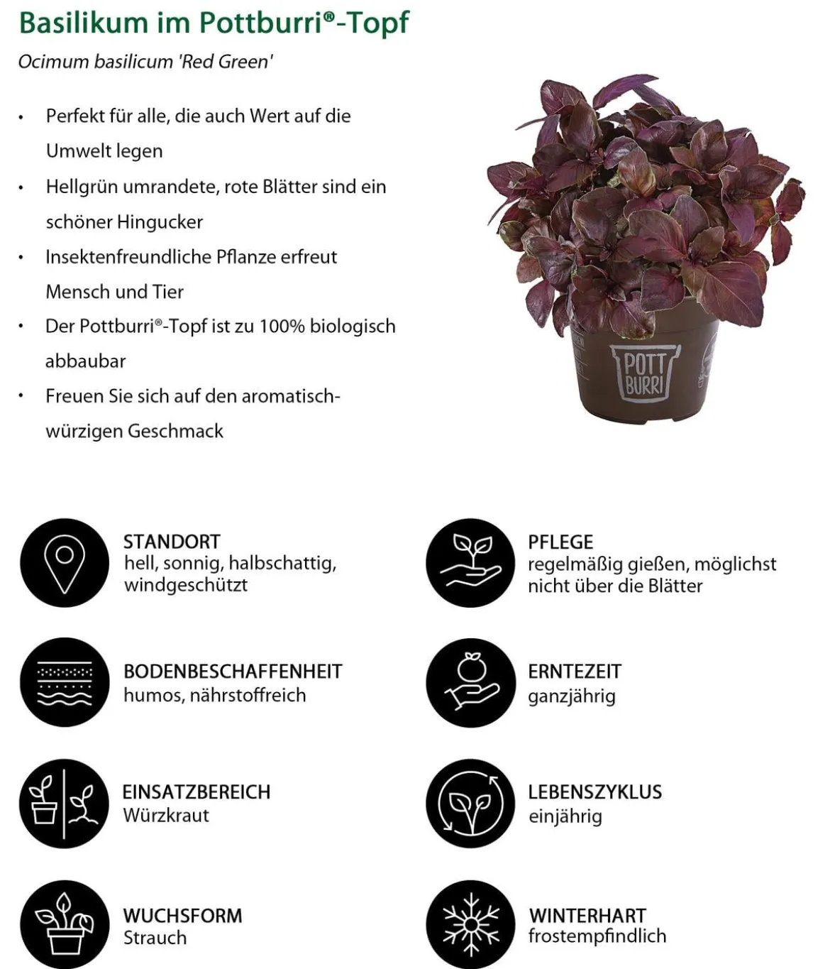 Basilikum 'Red Green' im Pottburri®-Topf