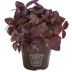 Basilikum 'Red Green' im Pottburri®-Topf