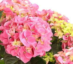 Bauern-Hortensie, ca. 40-50 cm