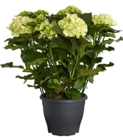 Bauern-Hortensie, ca. 40-50 cm