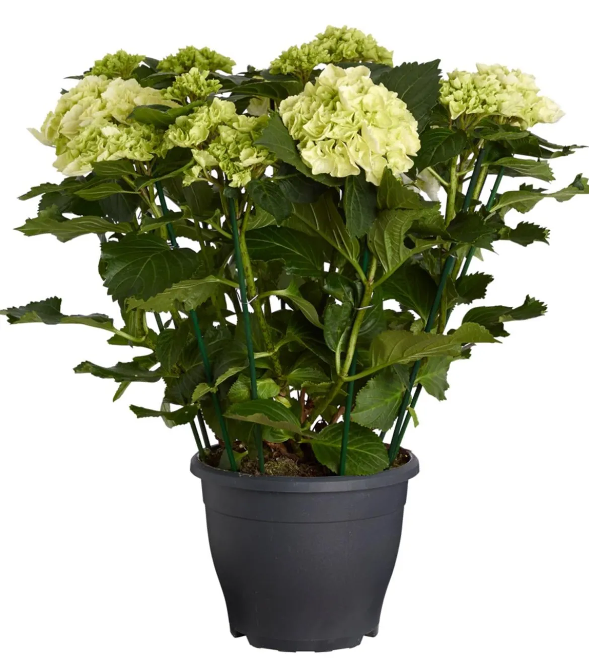 Bauern-Hortensie, ca. 40-50 cm