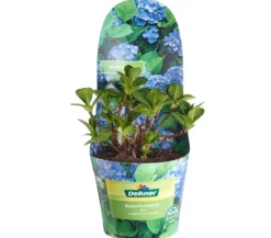 Bauern-Hortensie, ca. 15-25 cm