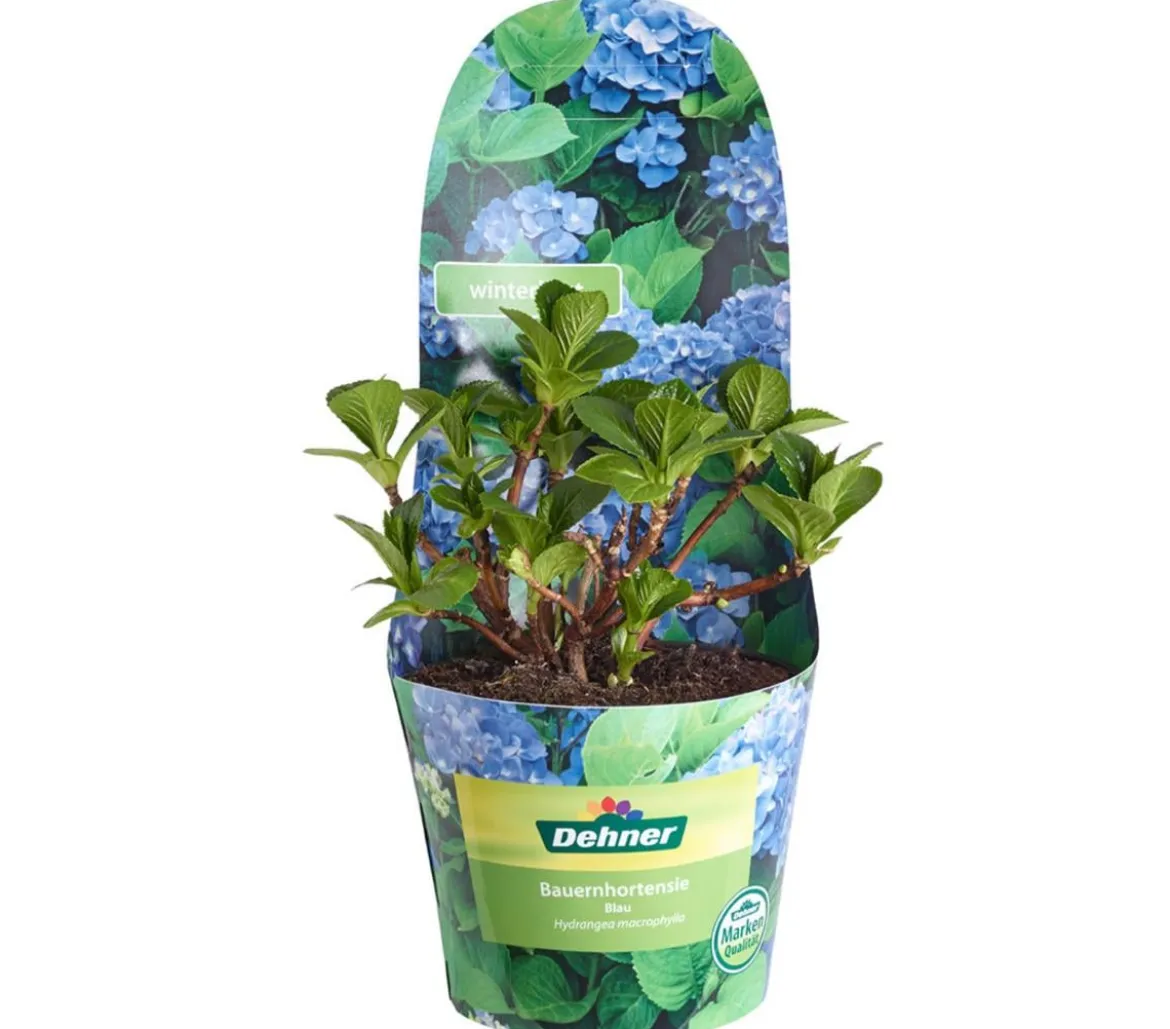 Bauern-Hortensie, ca. 15-25 cm