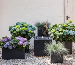 Bauern-Hortensie, ca. 15-25 cm