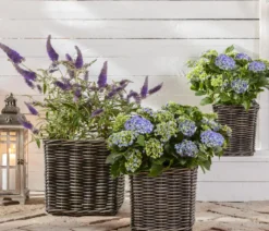 Bauern-Hortensie, ca. 30-40 cm