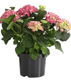 Bauern-Hortensie, ca. 30-40 cm