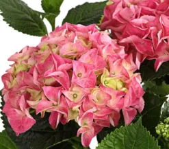 Bauern-Hortensie, ca. 30-40 cm