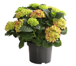 Bauern-Hortensie, ca. 30-40 cm