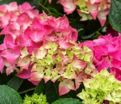 Bauern-Hortensie, ca. 30-40 cm