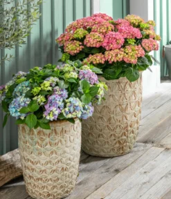 Bauern-Hortensie, ca. 30-40 cm