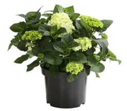 Bauern-Hortensie, ca. 30-40 cm