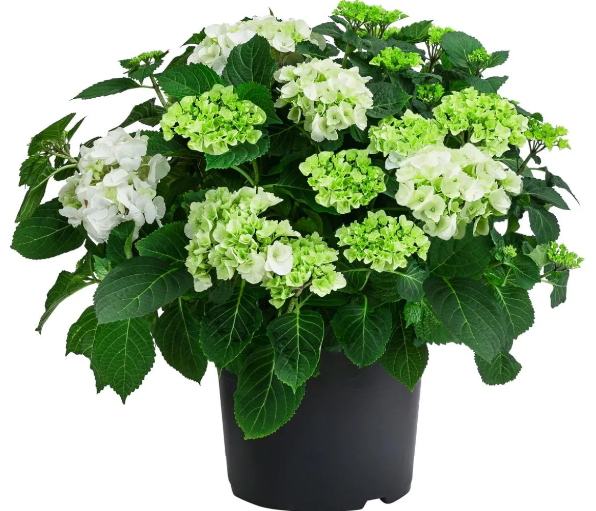Bauern-Hortensie, ca. 45-55 cm