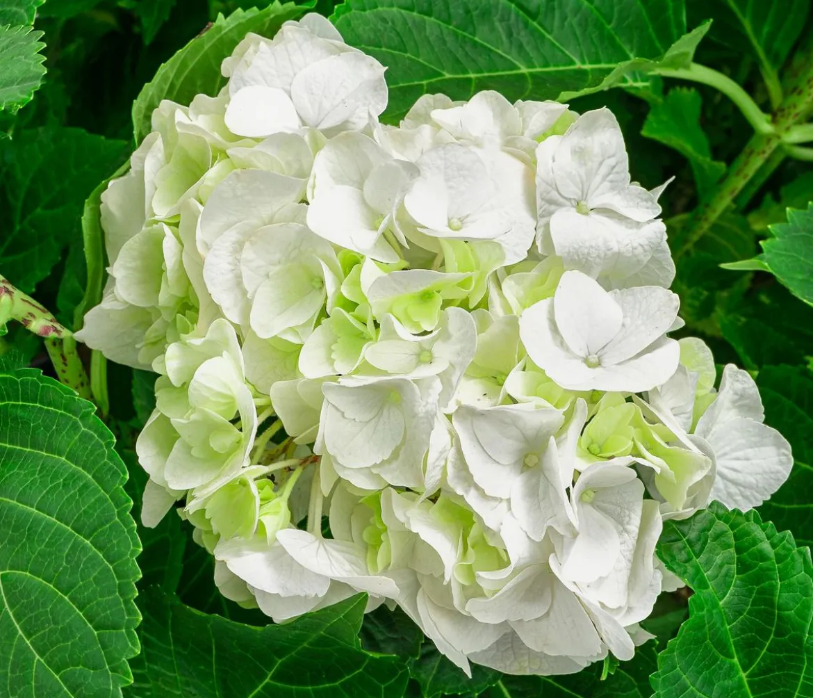 Bauern-Hortensie, ca. 45-55 cm