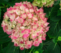 Bauern-Hortensie, ca. 45-55 cm