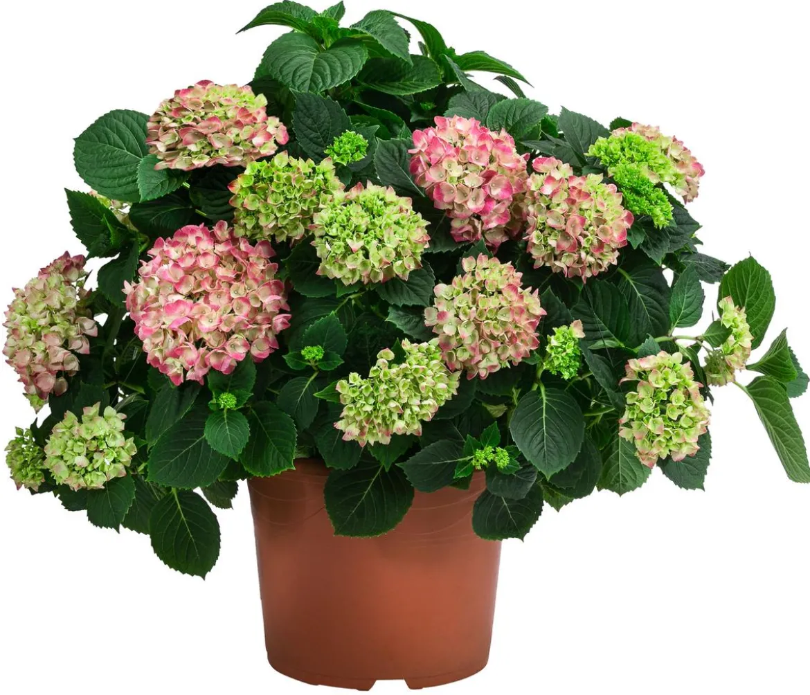 Bauern-Hortensie, ca. 45-55 cm