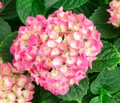 Bauern-Hortensie, ca. 45-55 cm