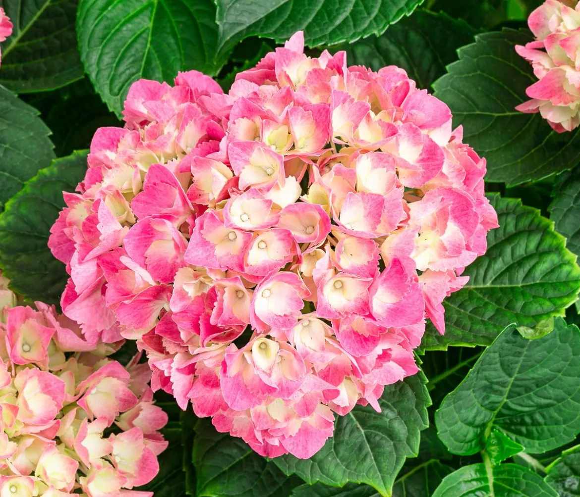 Bauern-Hortensie, ca. 45-55 cm