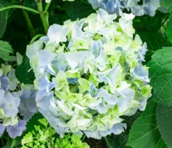 Bauern-Hortensie, ca. 45-55 cm