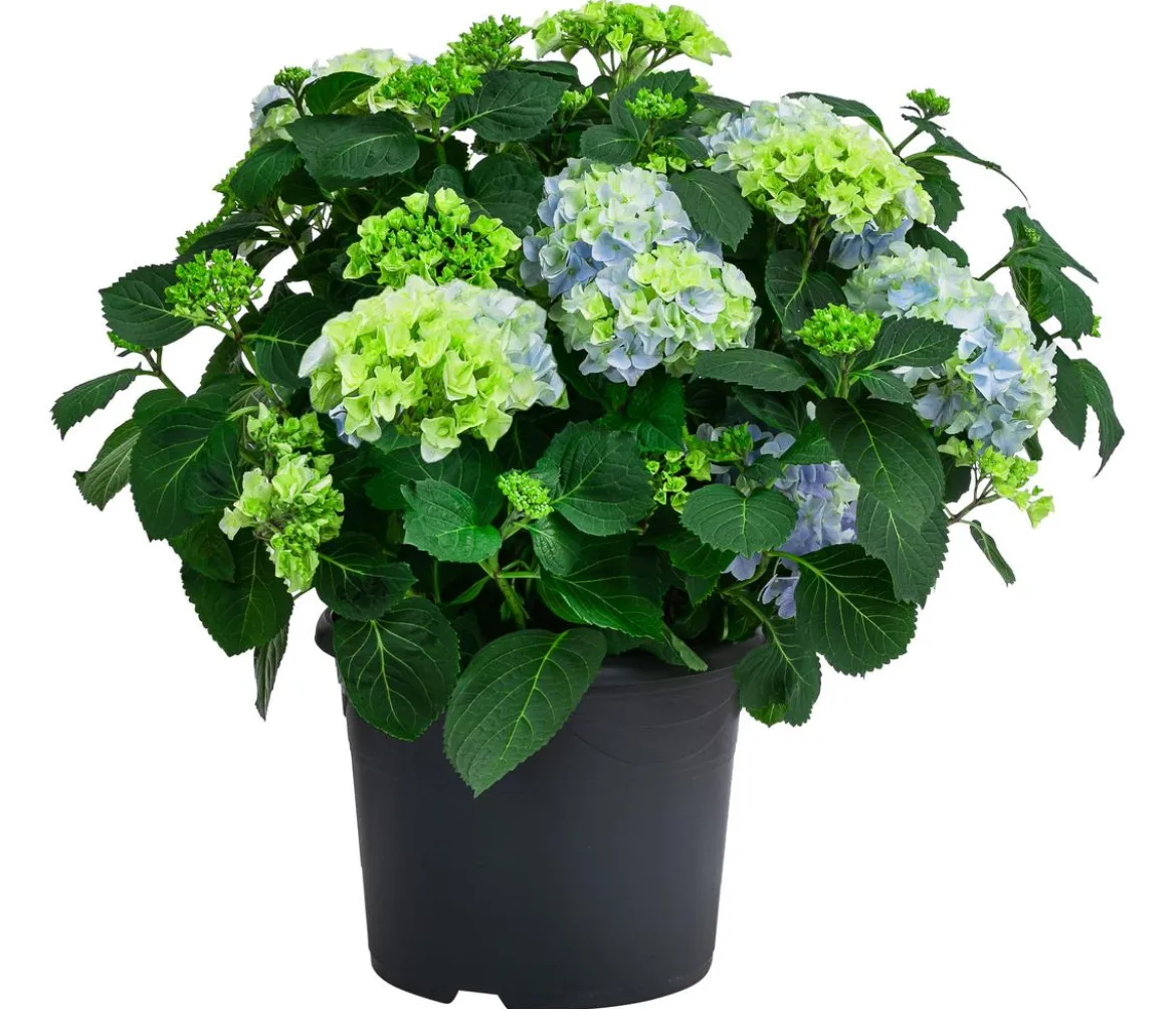 Bauern-Hortensie, ca. 45-55 cm