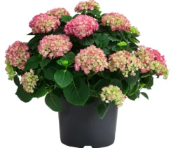Bauern-Hortensie, ca. 45-55 cm