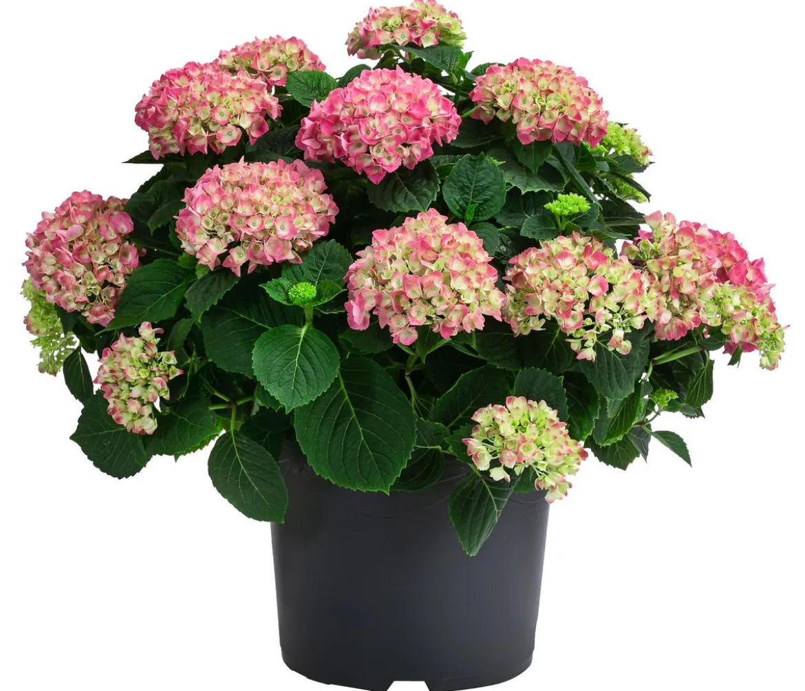 Bauern-Hortensie, ca. 45-55 cm