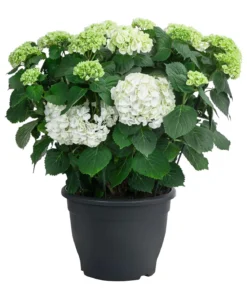 Bauern-Hortensie, ca. 50-60 cm