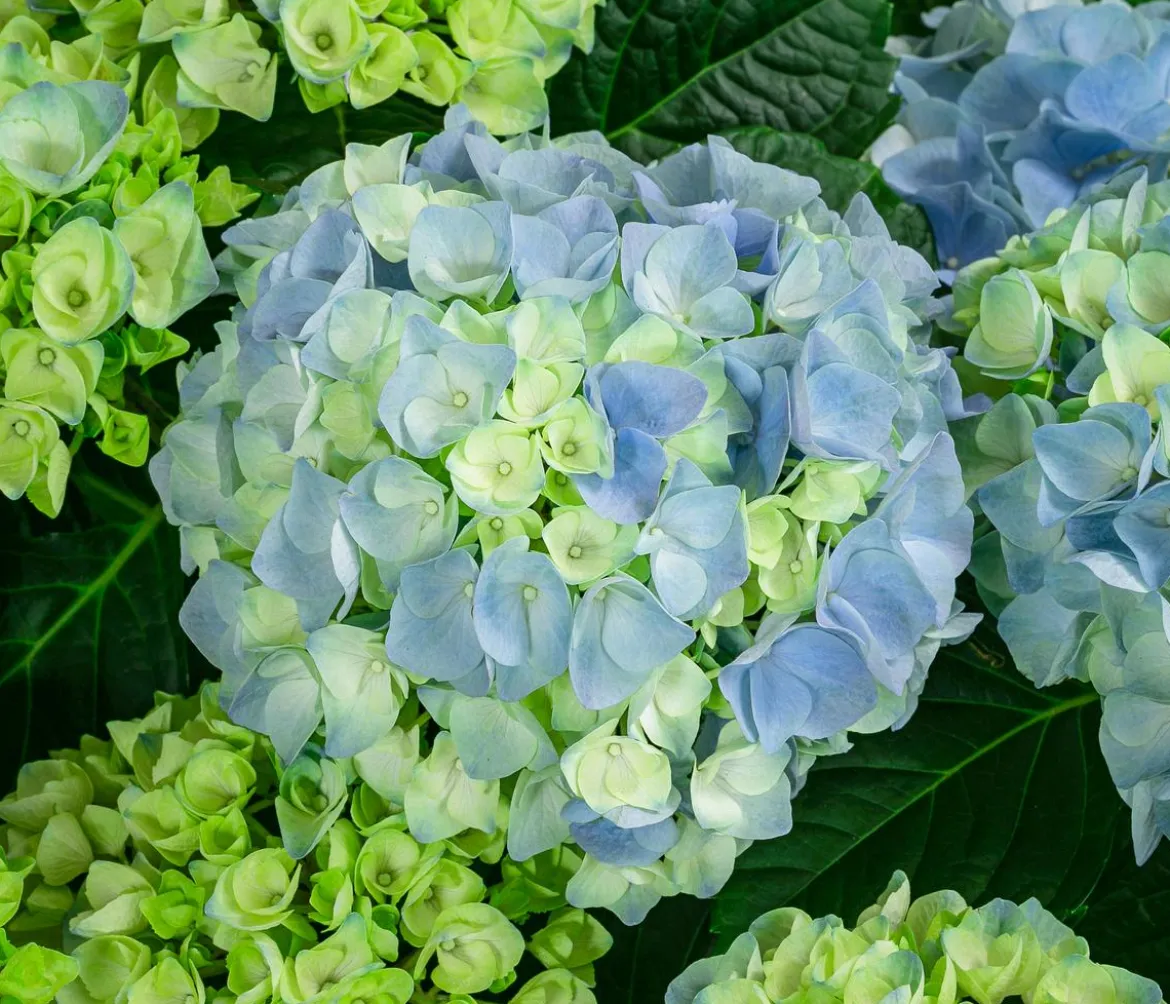 Bauern-Hortensie, ca. 50-60 cm