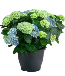 Bauern-Hortensie, ca. 50-60 cm