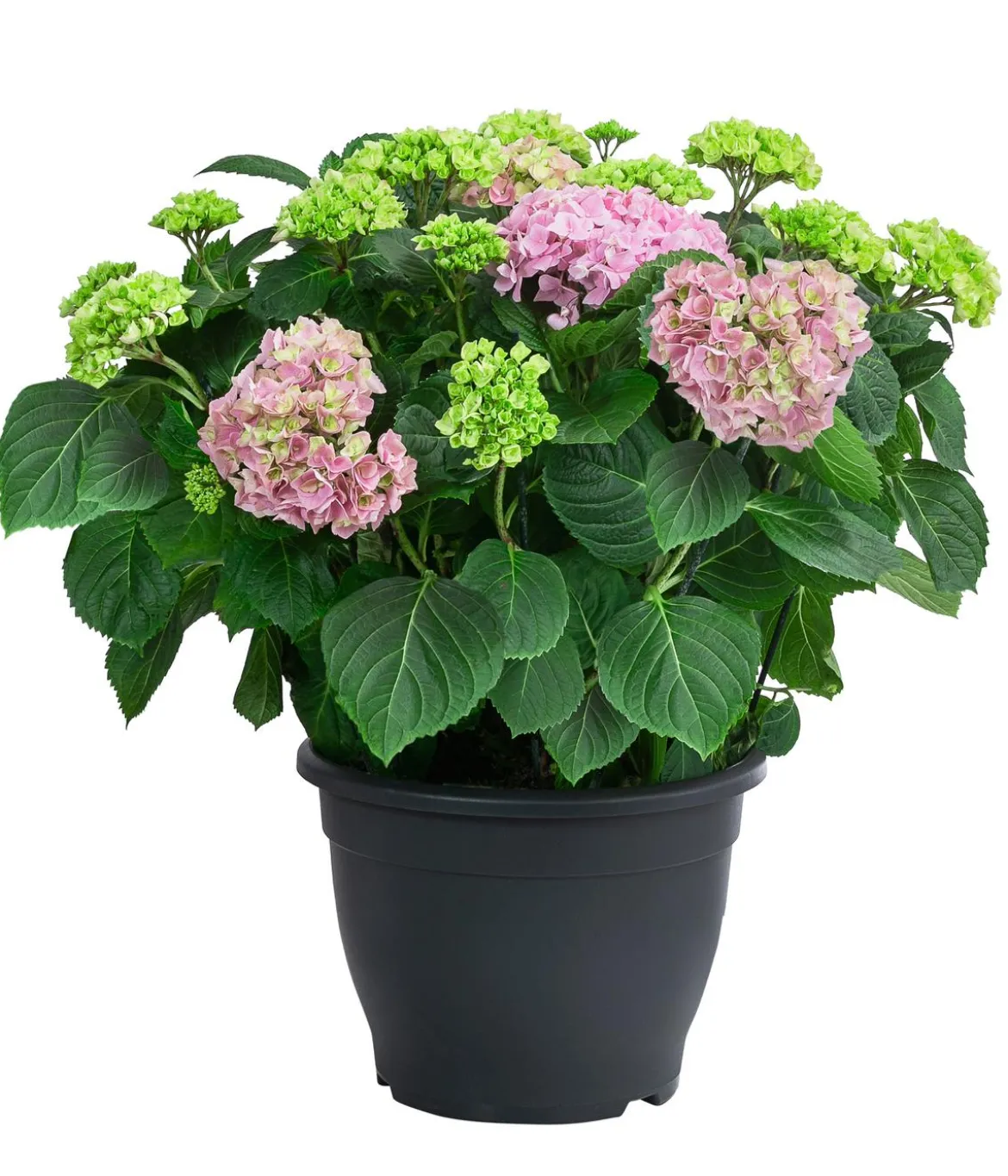 Bauern-Hortensie, ca. 50-60 cm