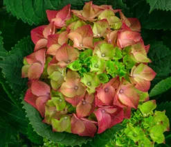 Bauern-Hortensie, ca. 50-60 cm