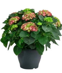 Bauern-Hortensie, ca. 50-60 cm