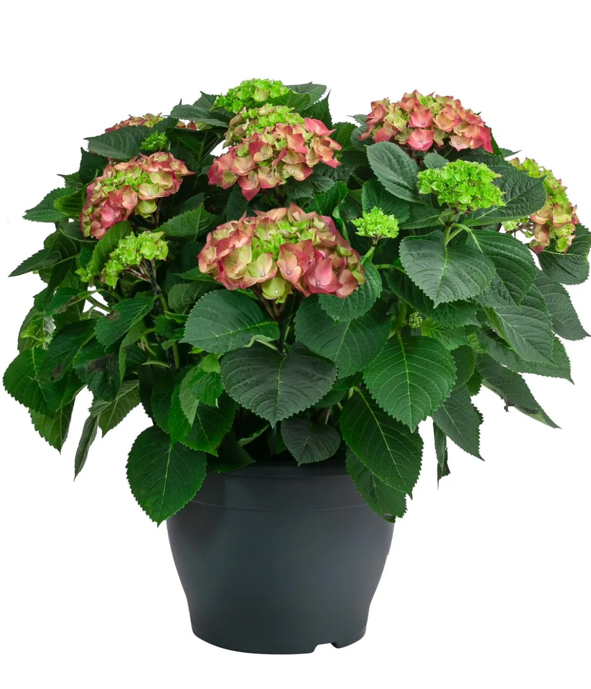 Bauern-Hortensie, ca. 50-60 cm