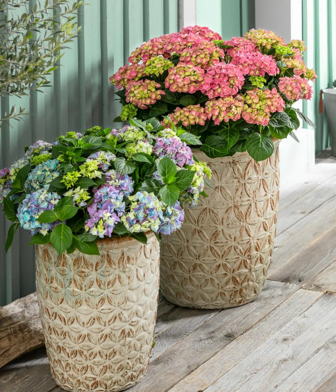 Bauern-Hortensie, ca. 50-60 cm