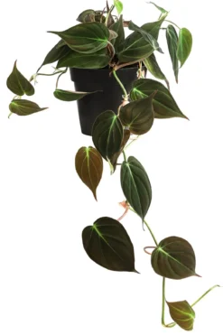 Baumfreund 'Micans'