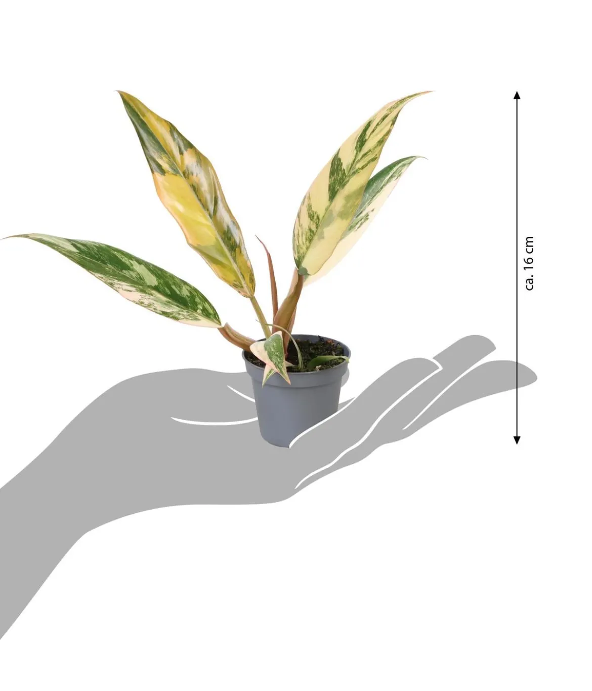 Baumfreund - Philodendron 'Caramel Marble'
