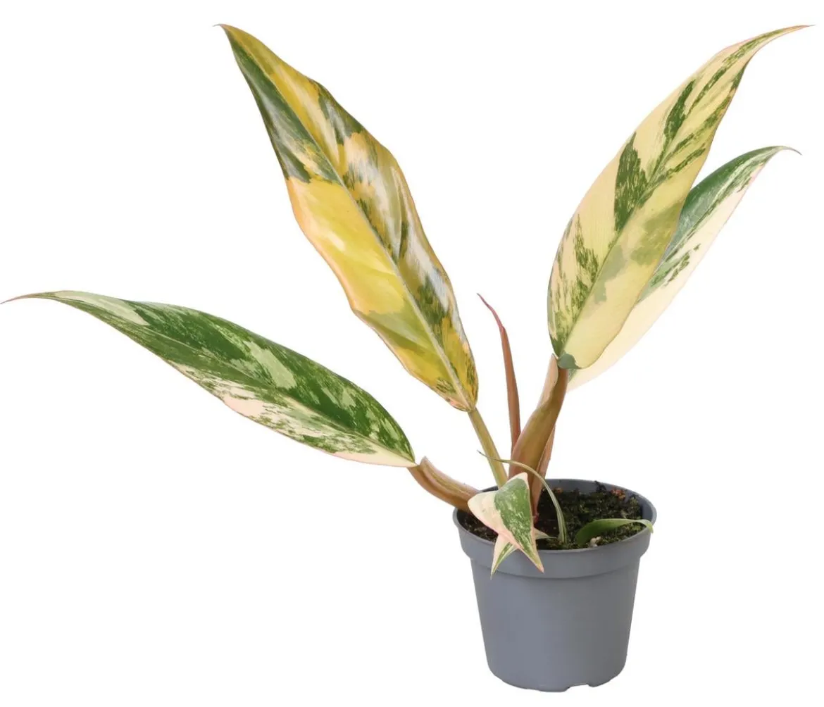 Baumfreund - Philodendron 'Caramel Marble'