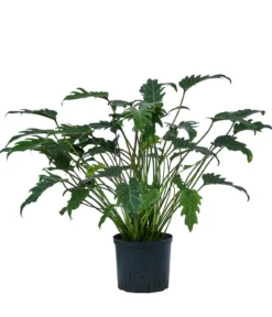 Baumfreund - Philodendron cultivars 'Xanadu', Hydrokultur