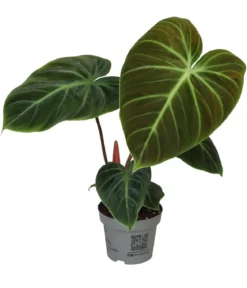 Baumfreund - Philodendron 'El Choco Red'