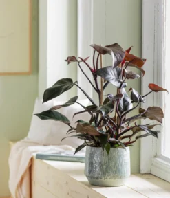 Baumfreund - Philodendron erubescens 'Ruby'