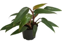 Baumfreund - Philodendron erubescens 'Ruby'
