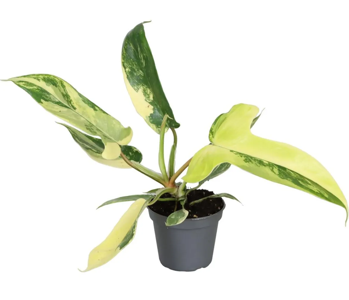 Baumfreund - Philodendron 'Florida Beauty'