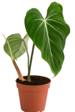Baumfreund - Philodendron gloriosum