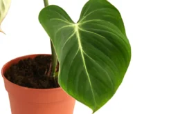 Baumfreund - Philodendron gloriosum