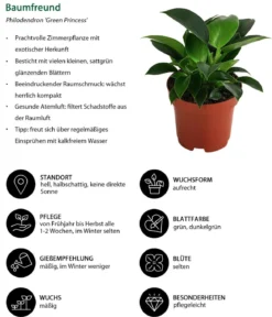 Baumfreund - Philodendron 'Green Princess'