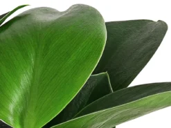Baumfreund - Philodendron 'Green Princess'