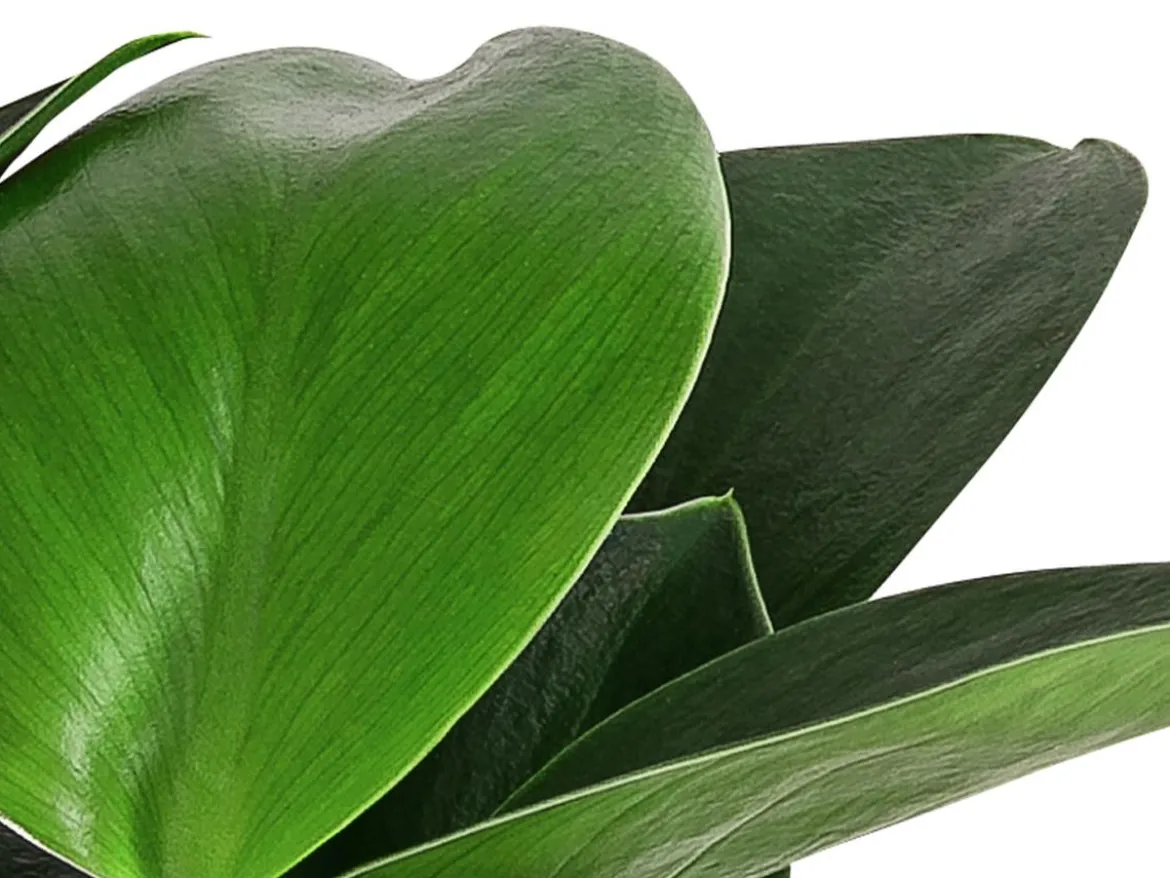 Baumfreund - Philodendron 'Green Princess'