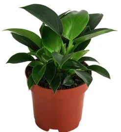 Baumfreund - Philodendron 'Green Princess'
