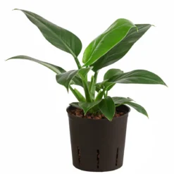Baumfreund - Philodendron 'Imperial Green', Hydrokultur